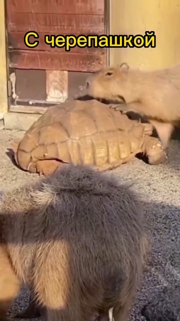 Капибара общается с черепашкой #shorts #like #capybara #капибара смотреть онлайн