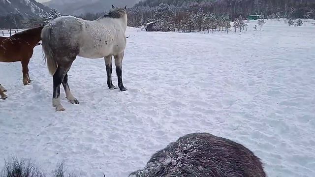 Кони пошли гулять. смотреть онлайн