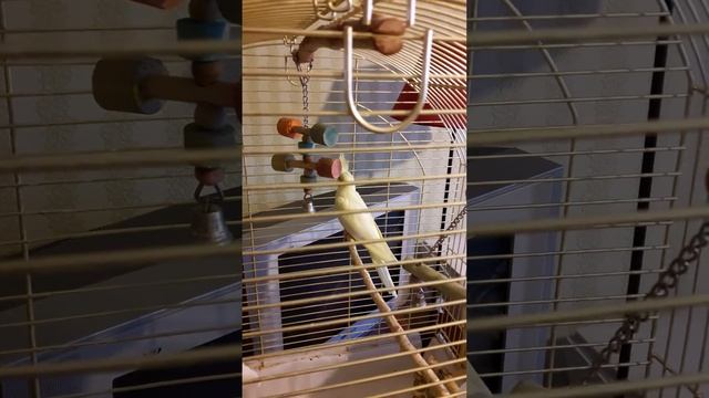 #попугаи #корелла смотреть онлайн