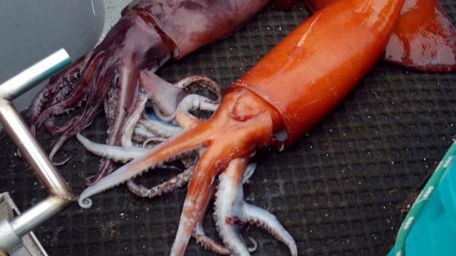 What do colossal squids eat? Where does the colossal squid live? Are colossal squid dangerous? смотреть онлайн