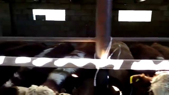 36 бас подсос бар! Породистый-Белоголовый бычоктар сатылады. смотреть онлайн