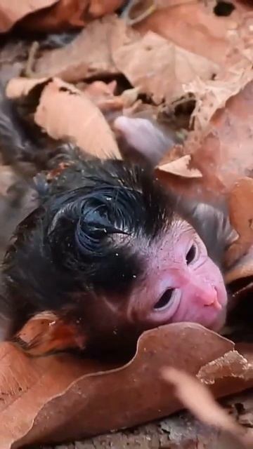 Newborn move some got milk | смотреть онлайн