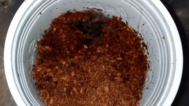 Tarantula Feeding Video#13~Happy Feeding смотреть онлайн