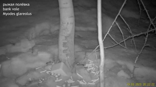 фотоловушка в заброшенном яблоневом саду / camera trap in an abandoned apple orchard смотреть онлайн