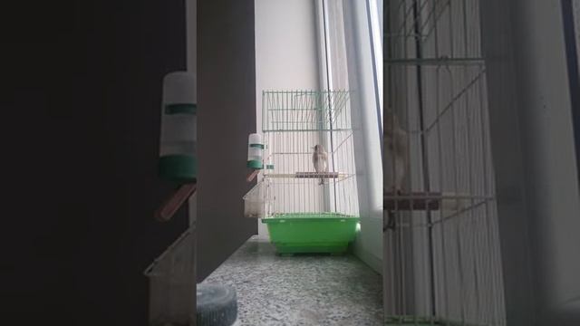 Щегол седоголовый(1) смотреть онлайн