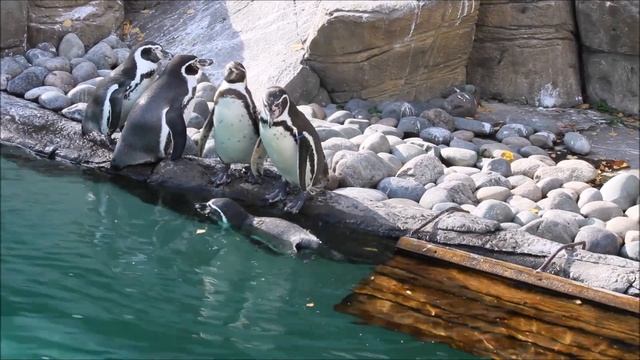 Пингвины наслаждаются последними тёплыми денёчками 11.10.2023 смотреть онлайн