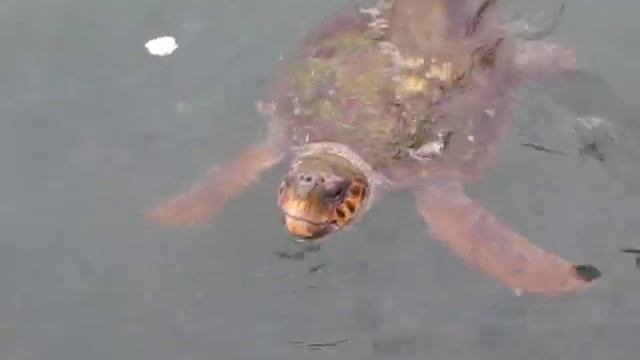 Caretta Caretta, Argostoli смотреть онлайн