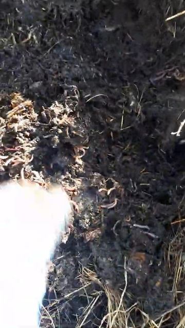 Вермиферма Экочудо-Шагаюшая гряда смотреть онлайн