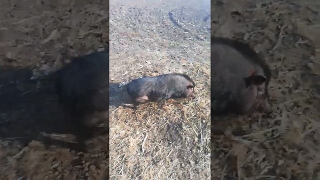 перегоняем свиней смотреть онлайн