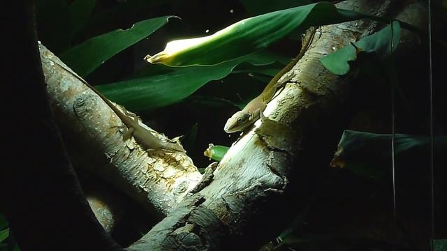 Anolis allisoni chasse 4 смотреть онлайн
