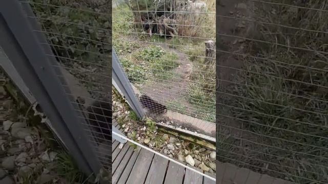 《спойлер на видео》 🔥❤поездка в Танхой на Байкал🌊 Соболь. часть 4.❤🔥 смотреть онлайн