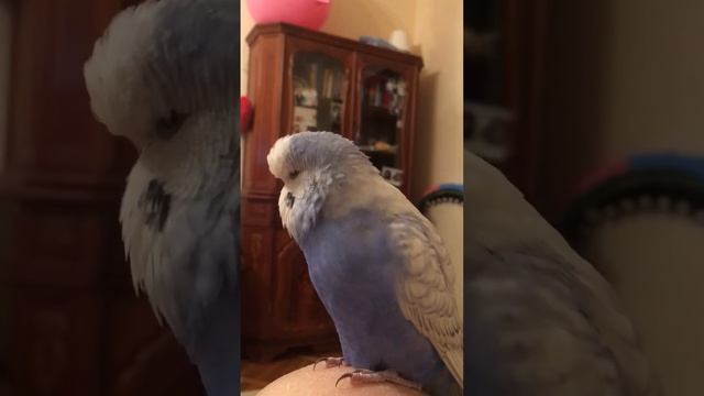 Ввп Чех говорящий попугай Каспер малыш смотреть онлайн