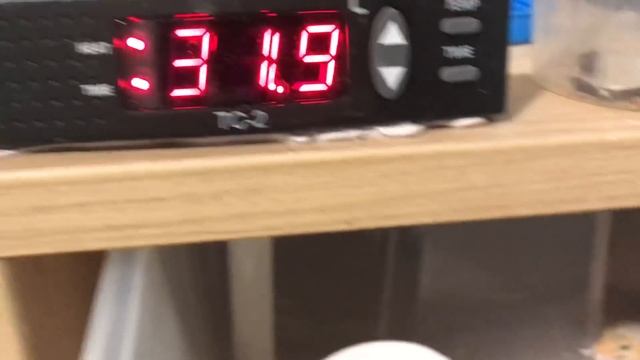 Update crias Hemitheconyx смотреть онлайн