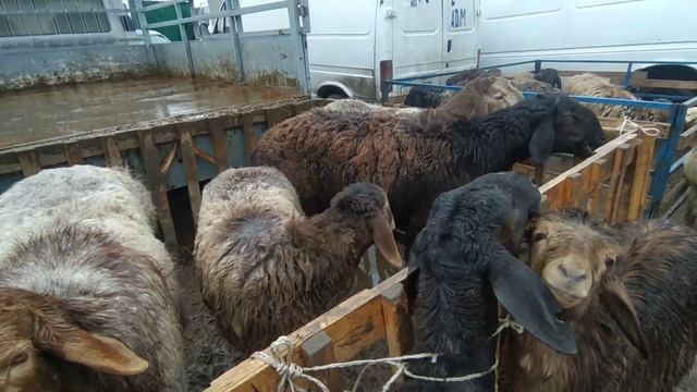 Пригородный мал базары койлор баалары 20/02/2021 смотреть онлайн