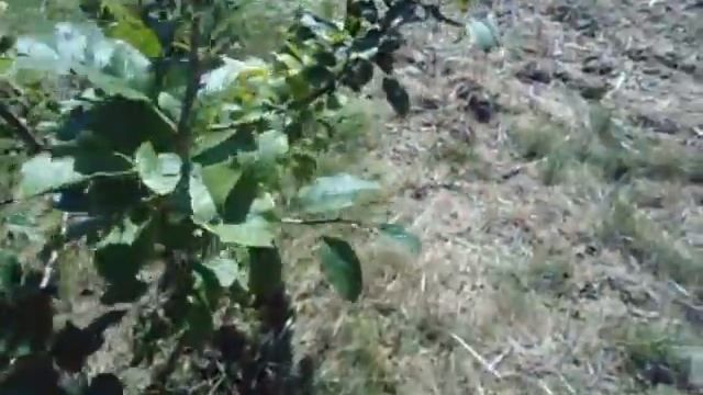 ZEUZERE inspection du verger смотреть онлайн