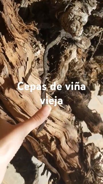 🍇 Las cepas de nuestras viñas viejas #ecotourism #spanishwine #enotourism #agriculture смотреть онлайн