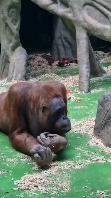 Московский зоопарк ....🐵🐵🦁🐯🦓🫎🫎🐴 смотреть онлайн