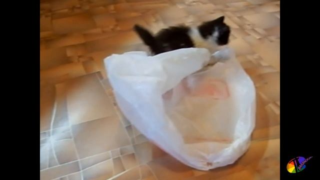 Пушистая милота 2 смотреть онлайн