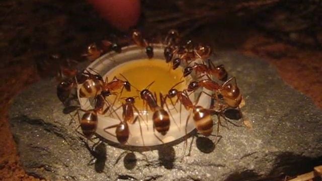 Camponotus fellah peace at the honey pot смотреть онлайн