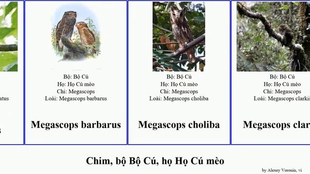 Chim, bộ Bộ Cú, họ Họ Cú mèo otus glaucidium ninox megascops bubo strix ketupa asio athene ciccaba смотреть онлайн