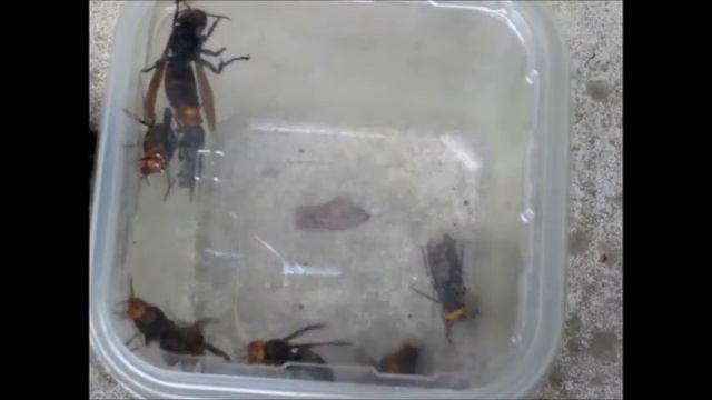 コガタスズメバチ（Vespa analis Fabriciusi）の巣を生け捕り捕獲 2013.7.7 смотреть онлайн