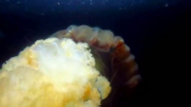 Chrysaora plocamia смотреть онлайн