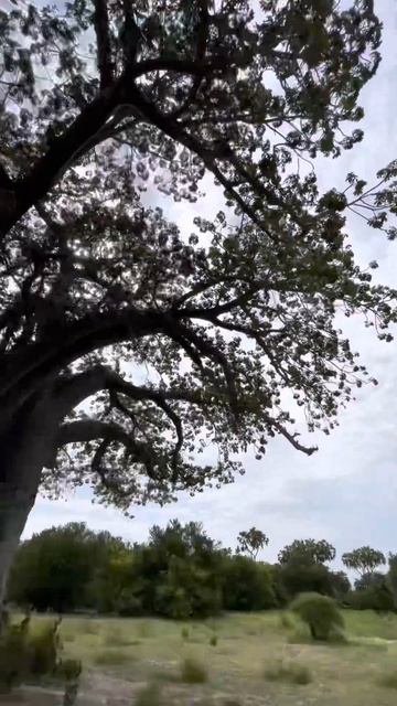 Гигантский баобаб в Саване / Африка/ танзания 🇹🇿 смотреть онлайн