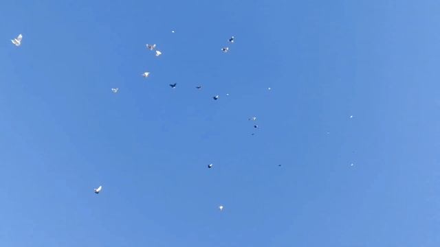 Полёты по Юго-Западному порывистому ветру смотреть онлайн