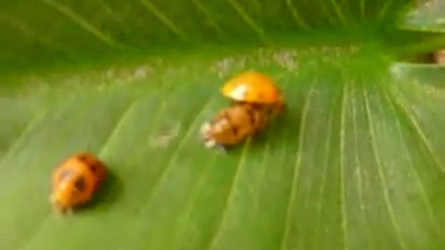 Catarinas (Coccinella septempunctata) de pupa a adulto #2 смотреть онлайн