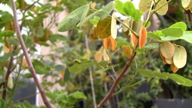 The Caterpillar Acrobat смотреть онлайн