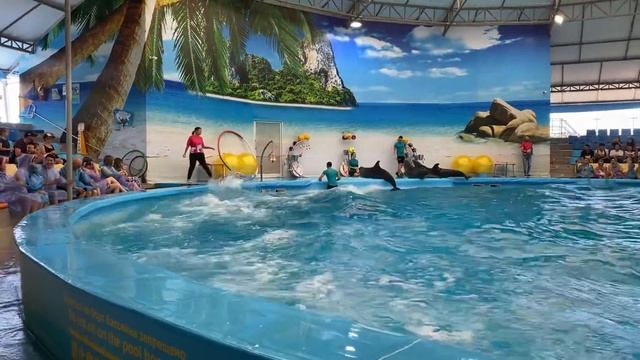 Dolphin Show смотреть онлайн