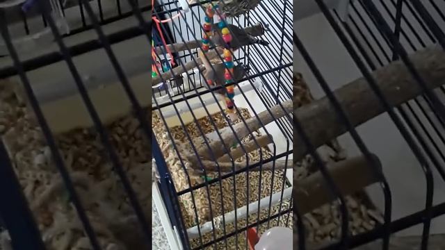 Амадины любят качаться на качелях смотреть онлайн