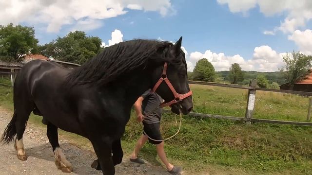 ПРИВЕЗЛИ КОБИЛУ ДО ГЕРМЕСА/ЖЕРЕБЕЦЬ НА ПАРОВКУ/Коні Ваговози/horses in Ukraine смотреть онлайн