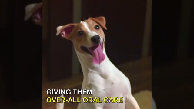 Pet Breath Freshener Oral Spray 1 смотреть онлайн