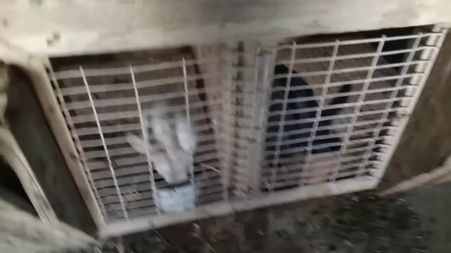 Как мы кормим кроликов смотреть онлайн