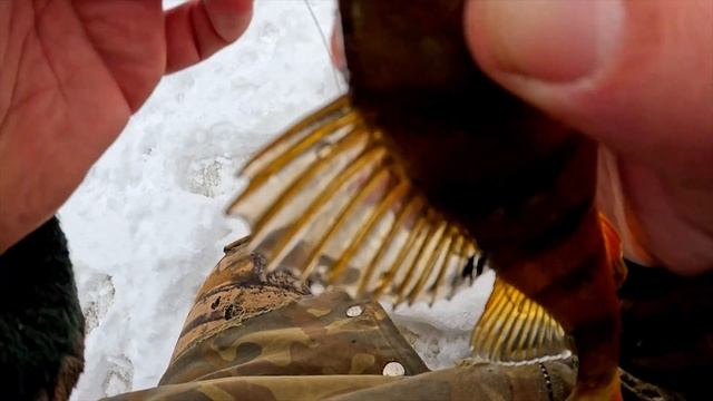 Нашел отличную лунку на закрытие сезона ,ловля окуней смотреть онлайн