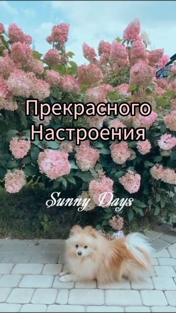 Гортензия Ванилла Фрайз 💔🌺💔 смотреть онлайн