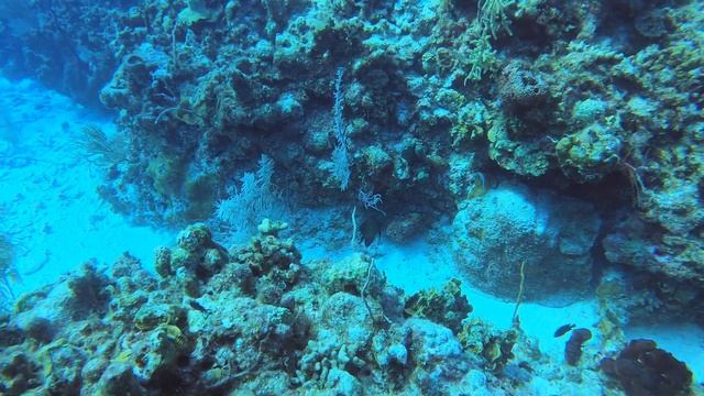 GH050198 Diving Grand Cayman 3-24-2023 (5 of 6) смотреть онлайн