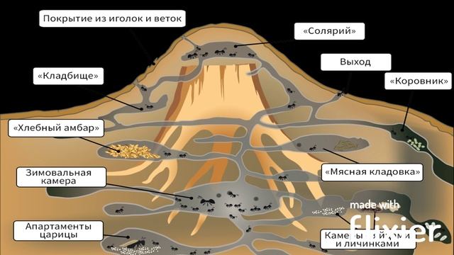 Lasius umbratus и что я с ними делал смотреть онлайн