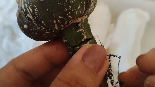 MINHA PRIMEIRA COMPRA DE CACTOS RAROS | ASTROPHYTUM @cactariomenezes смотреть онлайн