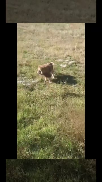 тайган！Лев ищет папу Олег Зубков！Верните Олега животным! смотреть онлайн