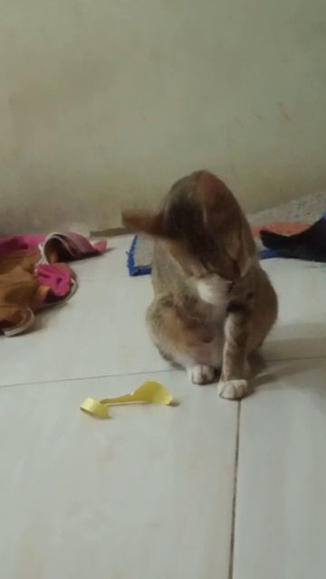 Kucing garuk-garuk kepala kenapa ya? #shorts смотреть онлайн