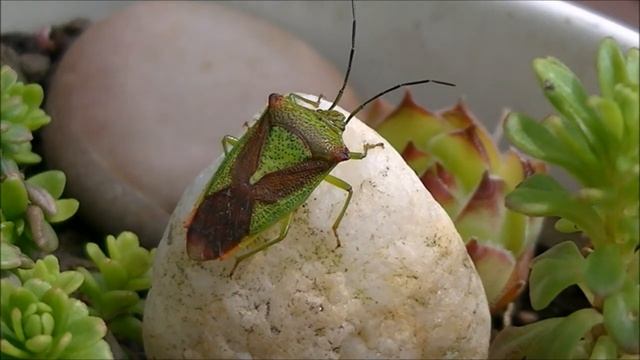 Punaise de l'aubépine Acathosoma haemorrhoidale.wmv смотреть онлайн