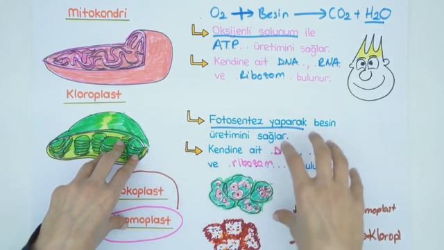 Ders notu смотреть онлайн