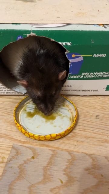 Крысы хотят добавку. #animal #животные #крысы #rat #крысята смотреть онлайн