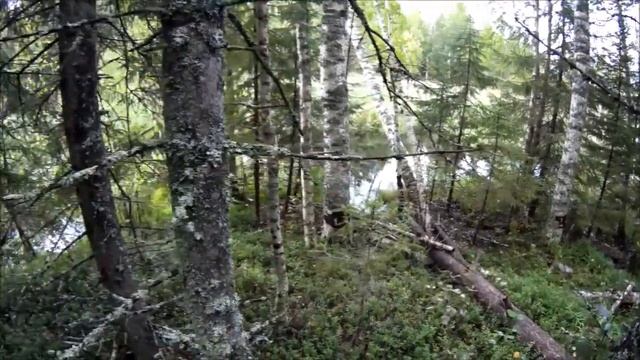 Прогулка в лес. смотреть онлайн