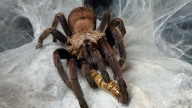 Close Up : Chilobrachys fimbriatus Indian Violet Earth Tiger смотреть онлайн