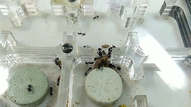 Messor Barbarus VS Odontomachus erythrocephalus смотреть онлайн