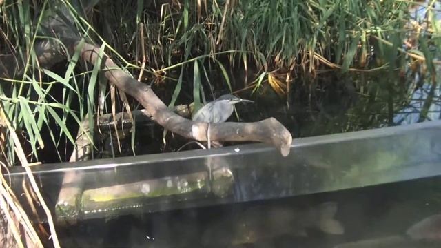 33 Outdoor Birds cage Part 4 Oceanografico Valencia 2017 смотреть онлайн