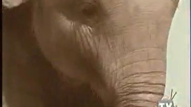 Elephant смотреть онлайн